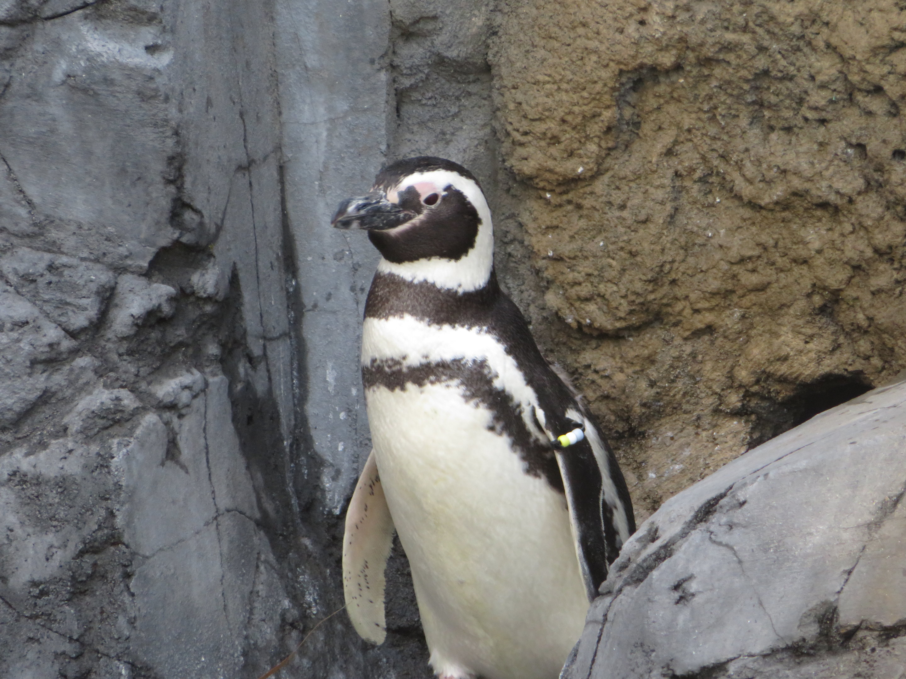 Magellanic Penguin