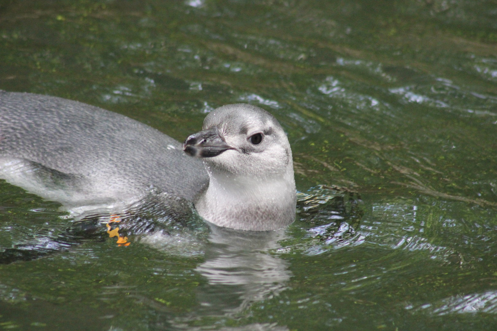 Magellanic Penguin