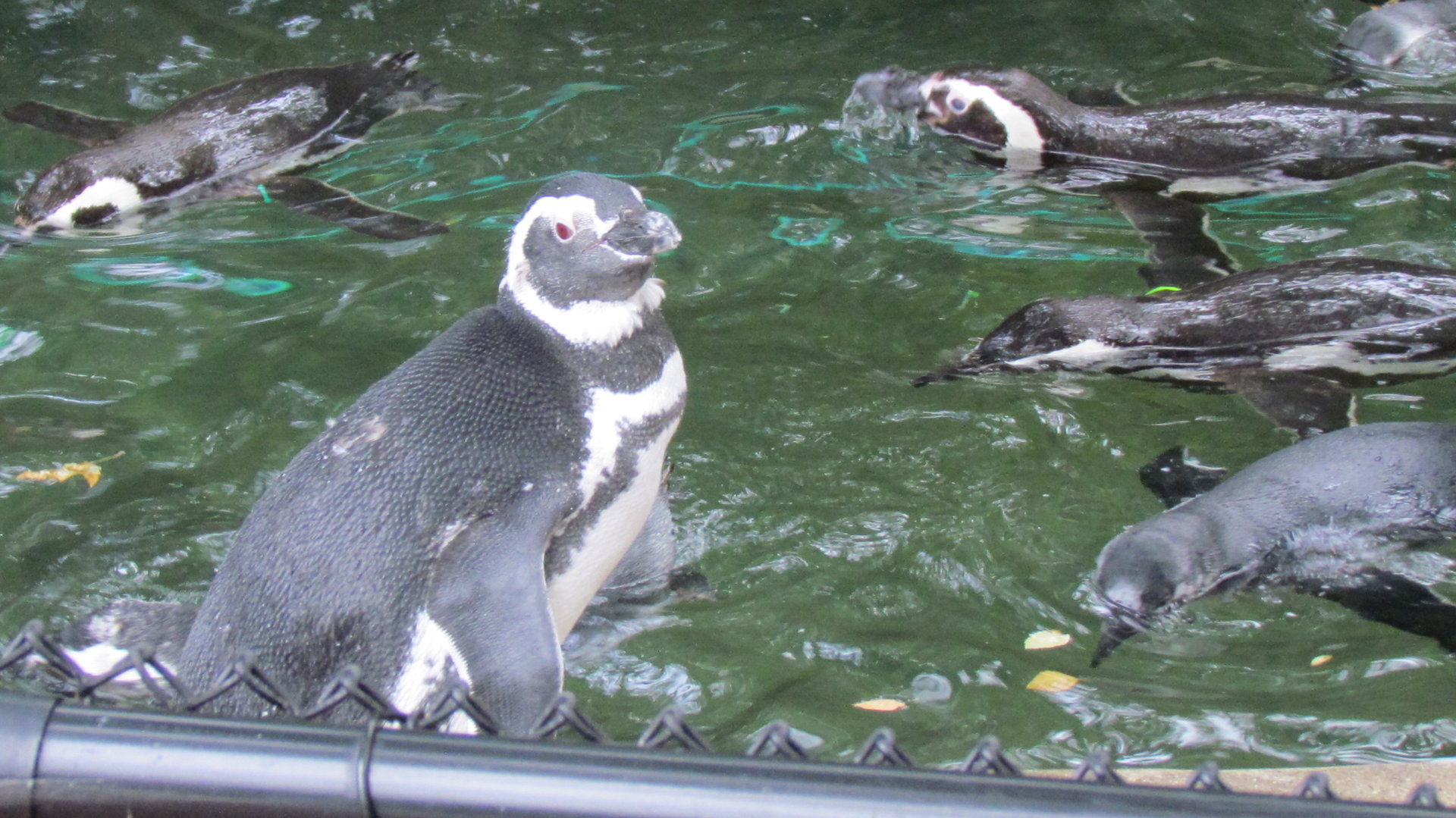 Magellanic Penguin