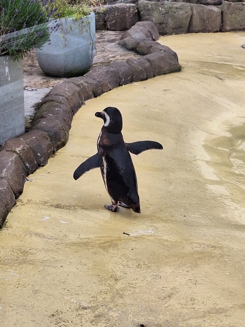 Magellanic Penguin