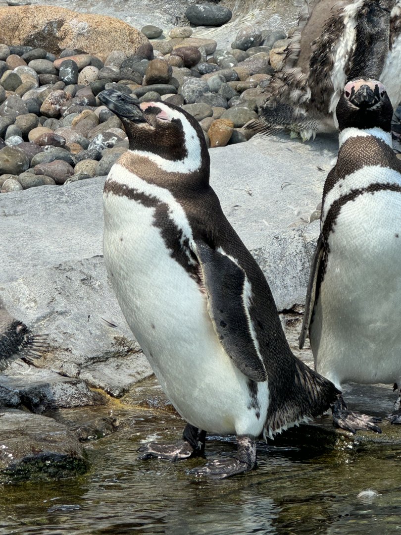 Magellanic Penguin