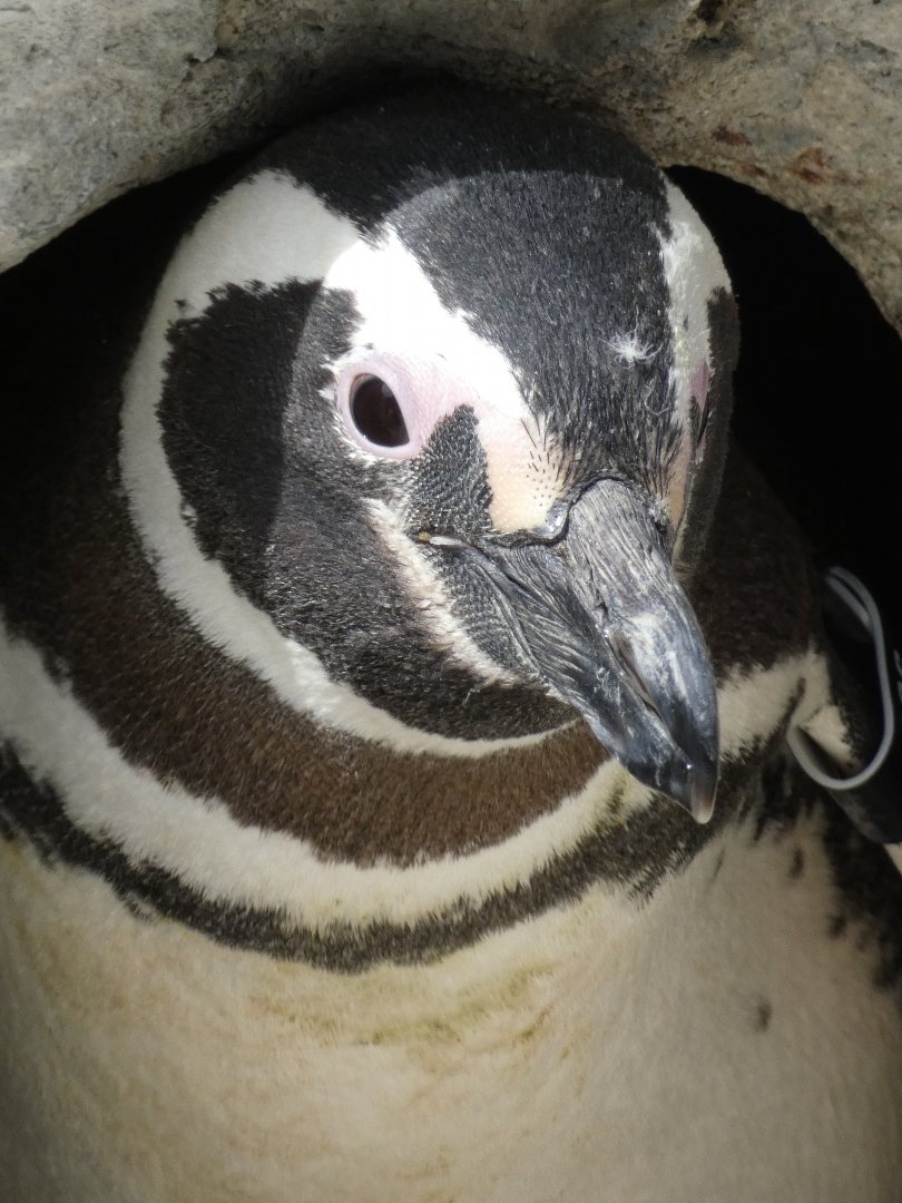 Magellanic penguin