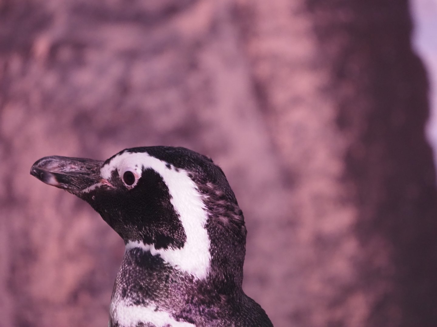 Magellanic Penguin