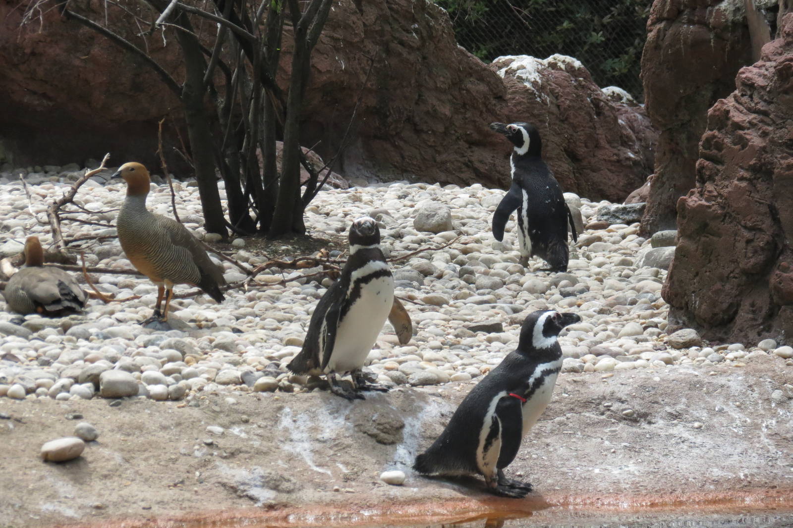 Magellanic Penguins and Ruddy Headed Geese