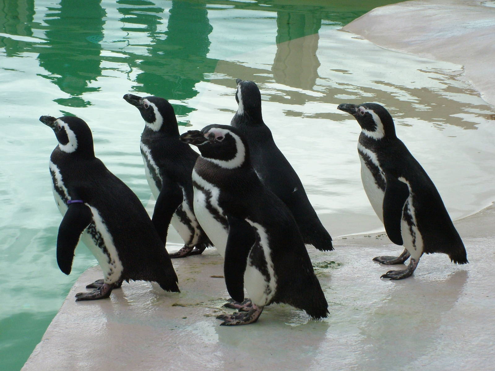 Magellanic Penguins at Blackpool 26/03/10
