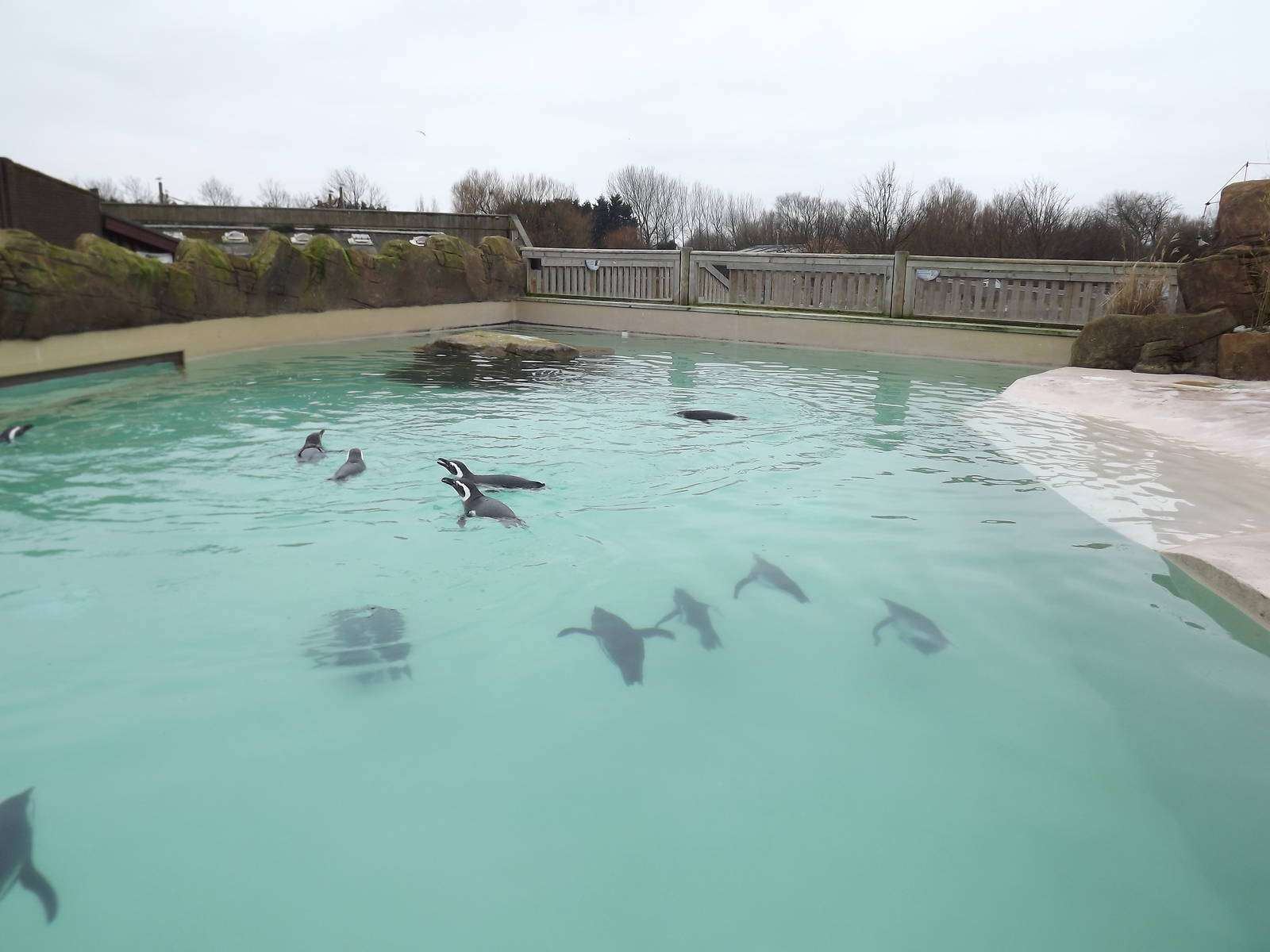Magellanic Penguins at Blackpool Zoo 26/02/12