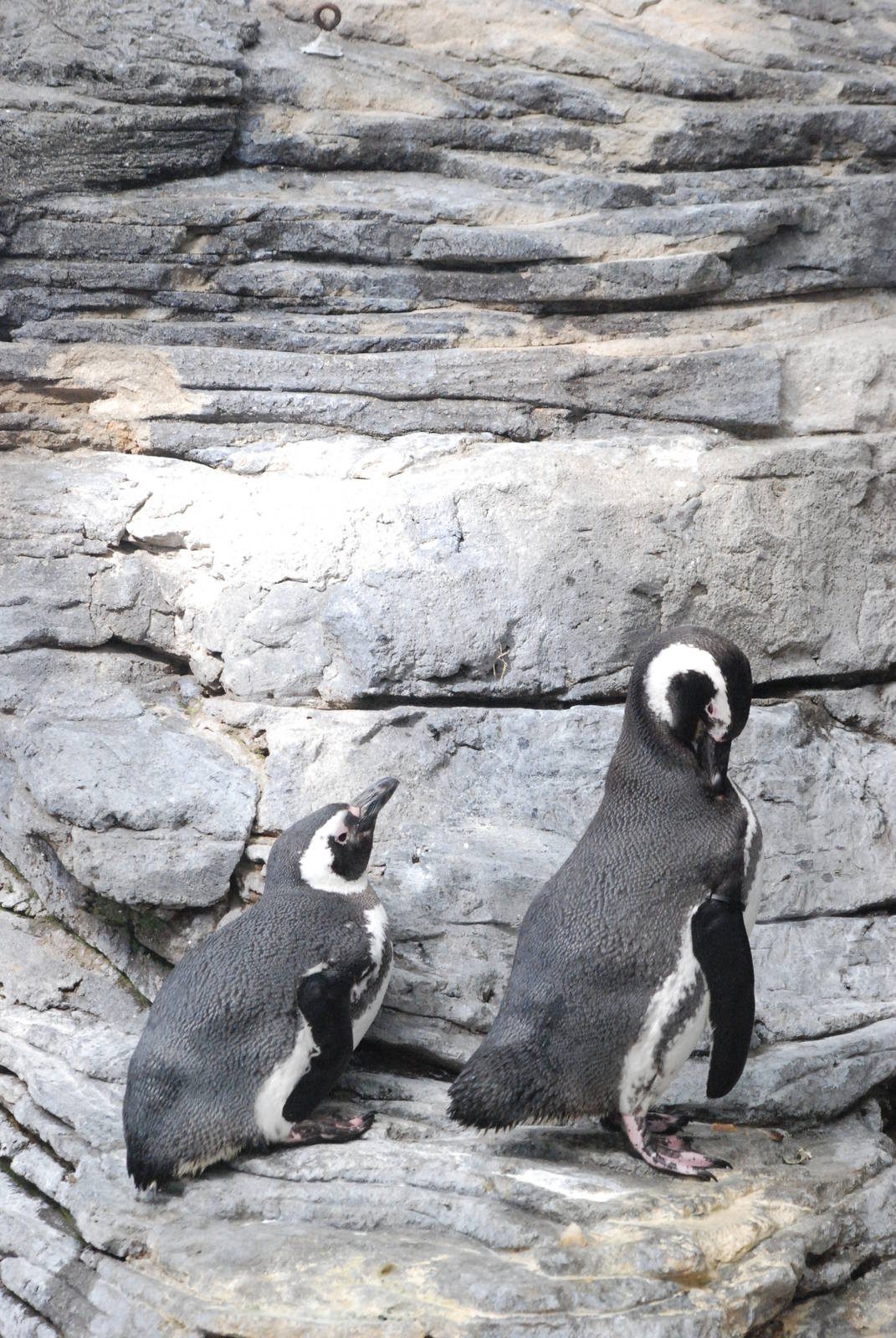 Magellanic Penguins at Lisbon Oceanarium, 25/05/11
