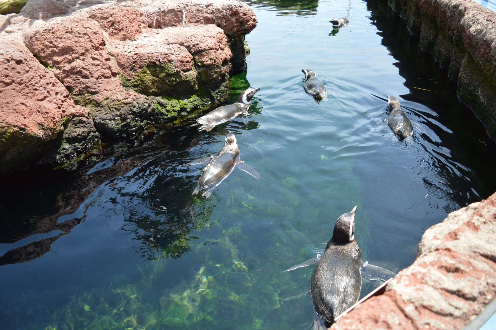 Magellanic Penguins Cooling Off