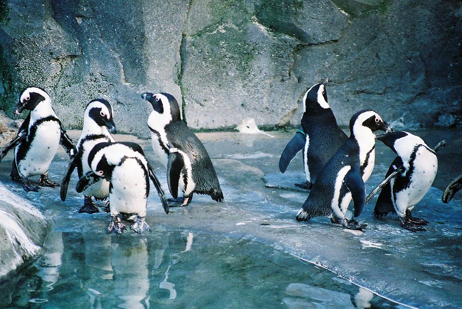 Magellanic Penguins Madrid