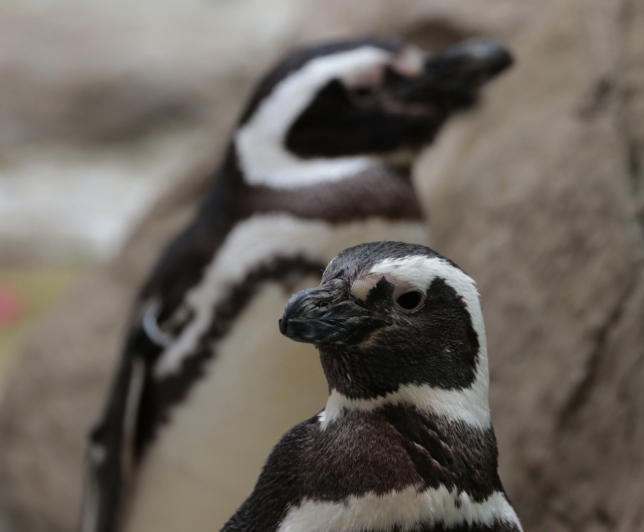 Magellanic Penguins - Potter Park Zoo - 05/20/19