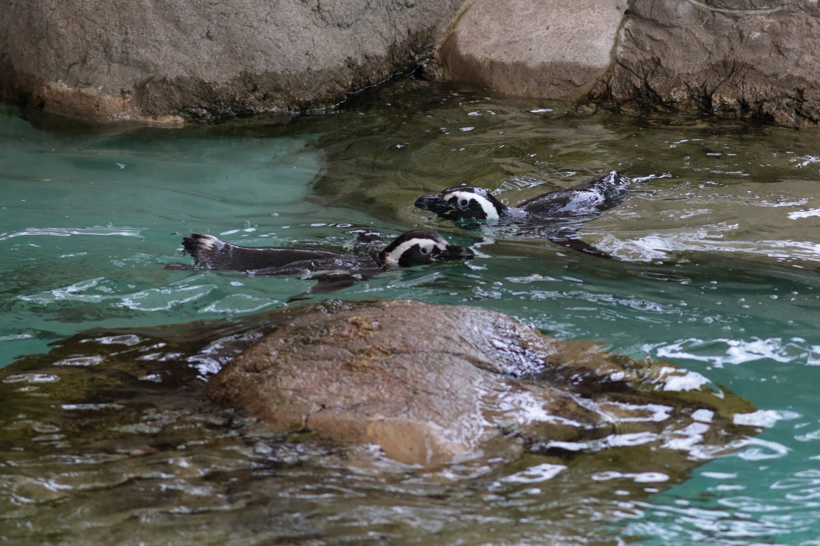 Magellanic Penguins - Potter Park Zoo - 05/20/19