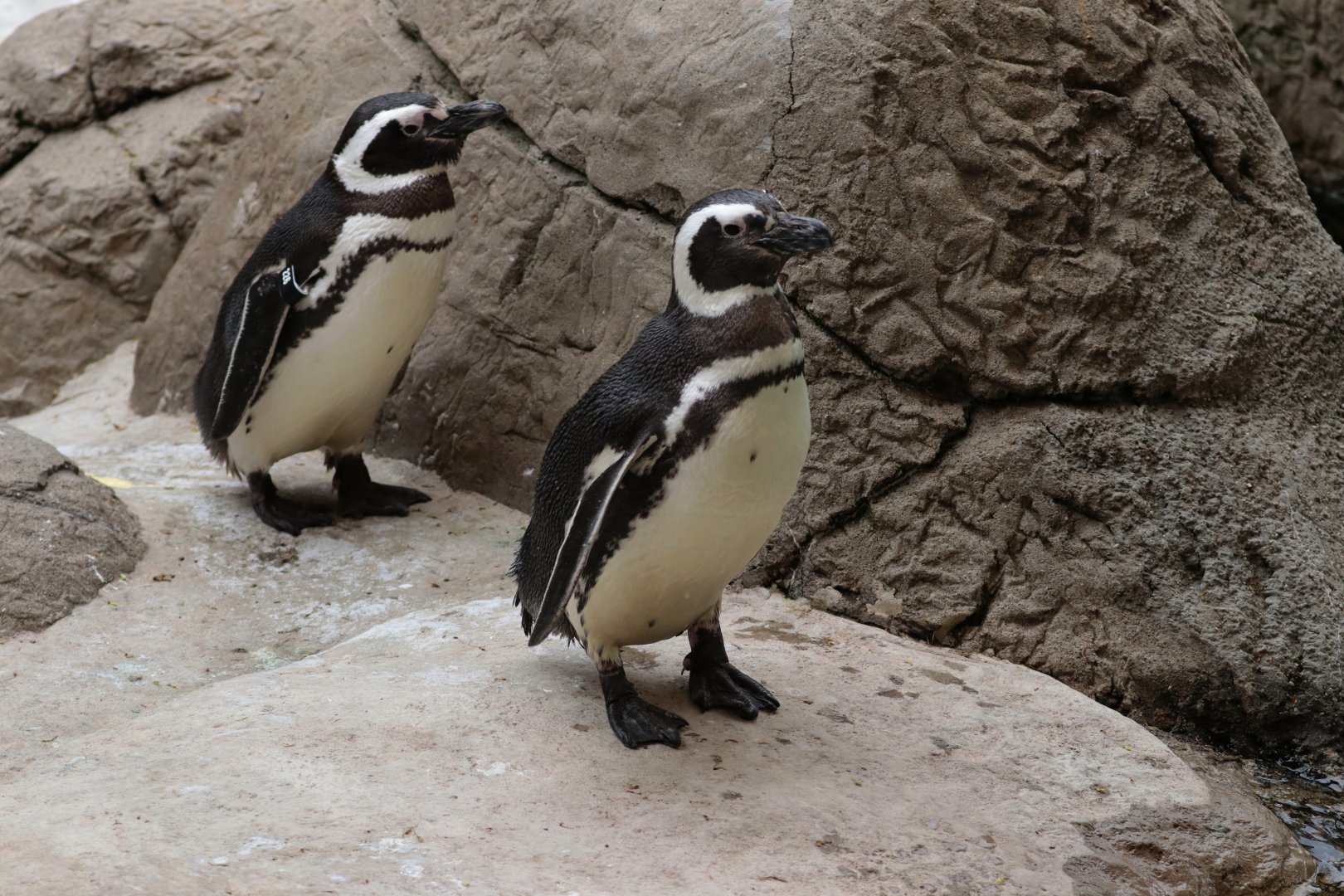 Magellanic Penguins - Potter Park Zoo - 05/20/19