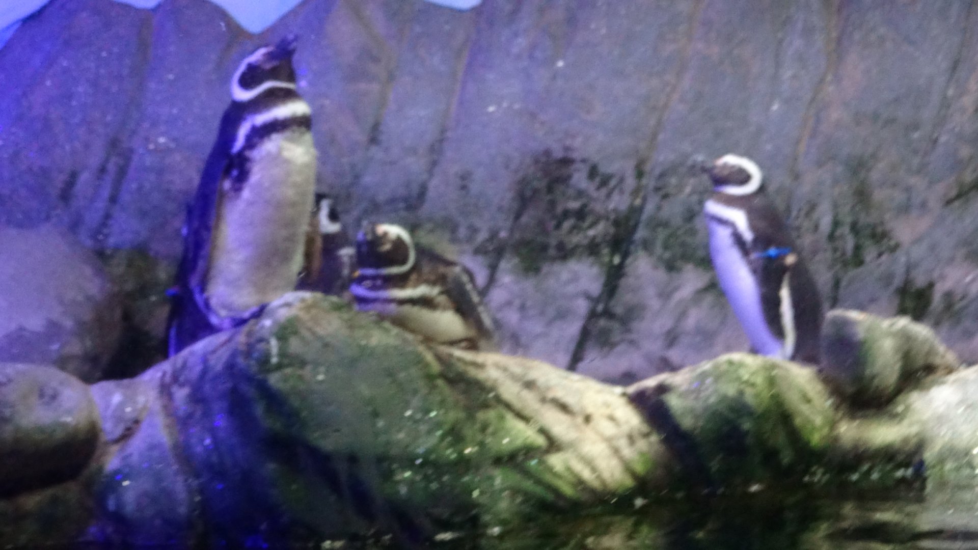 Magellanic penguins - Ubatuba aquarium (2014)
