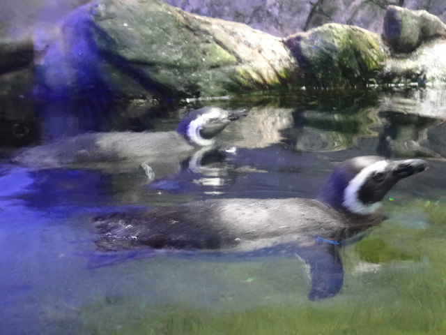Magellanic penguins - Ubatuba aquarium (2014)