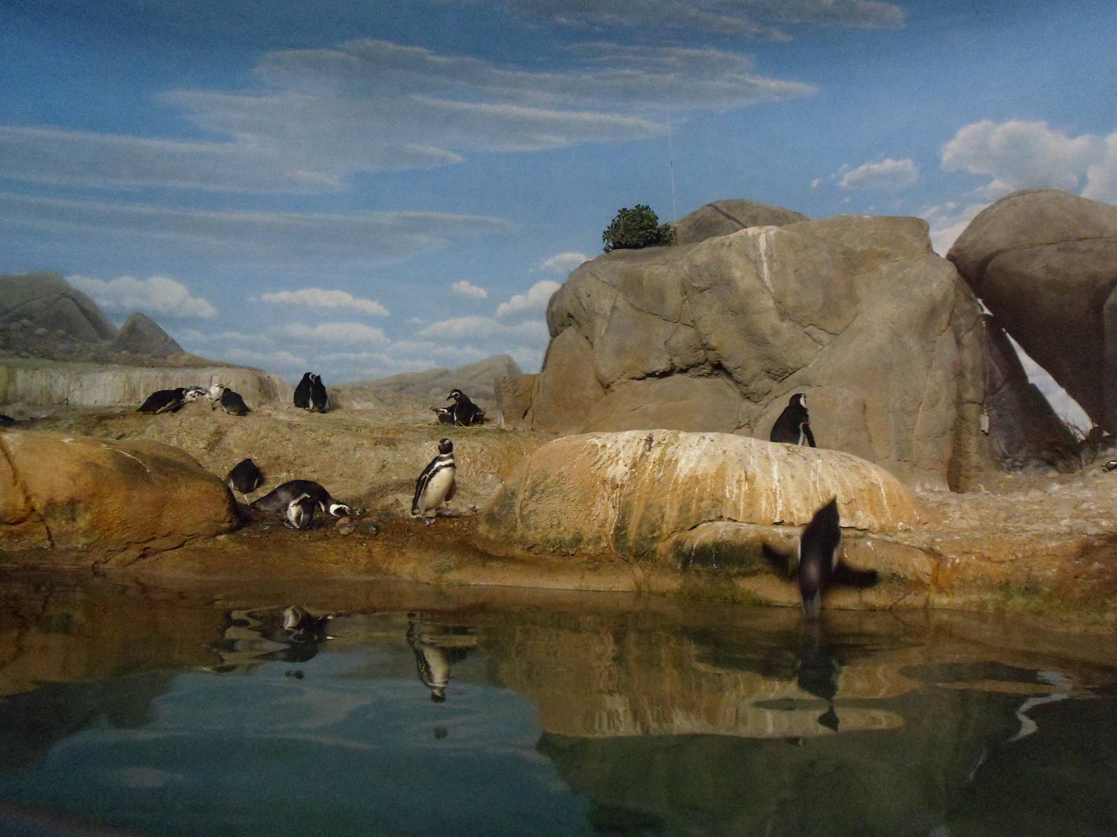 Magellanic Penguins