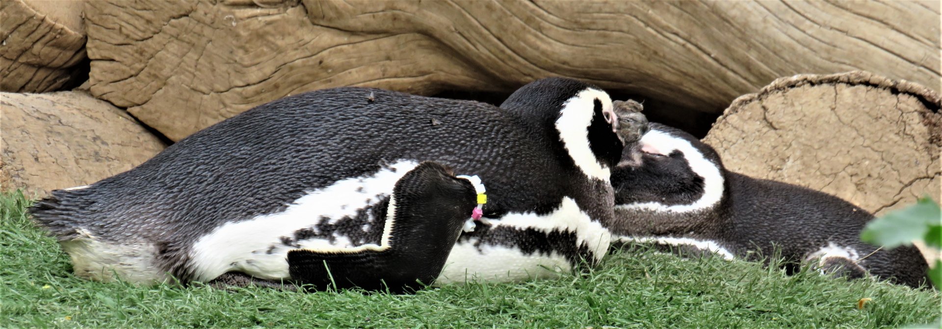 Magellanic penguins