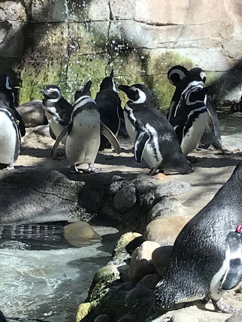 Magellanic penguins