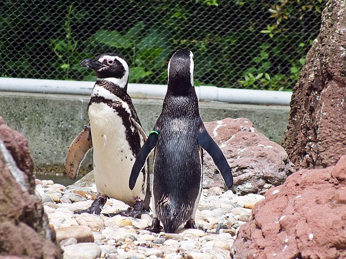Magellanic penguins