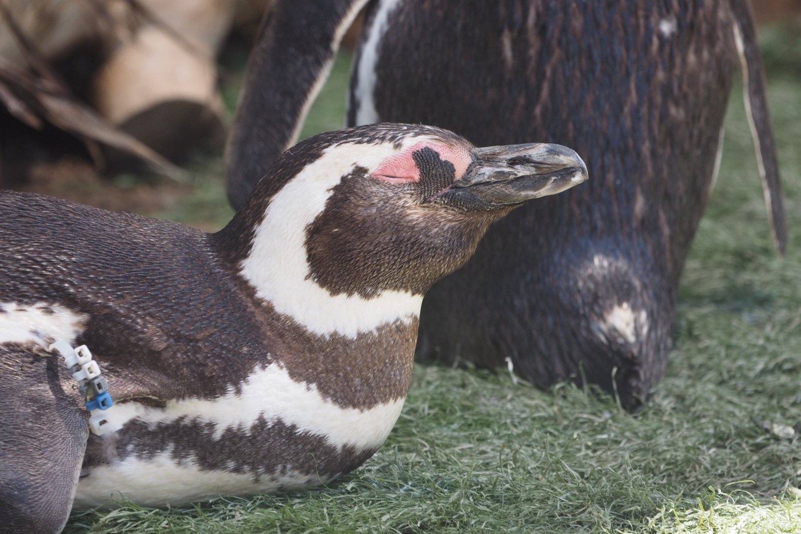 Magellanic penguins