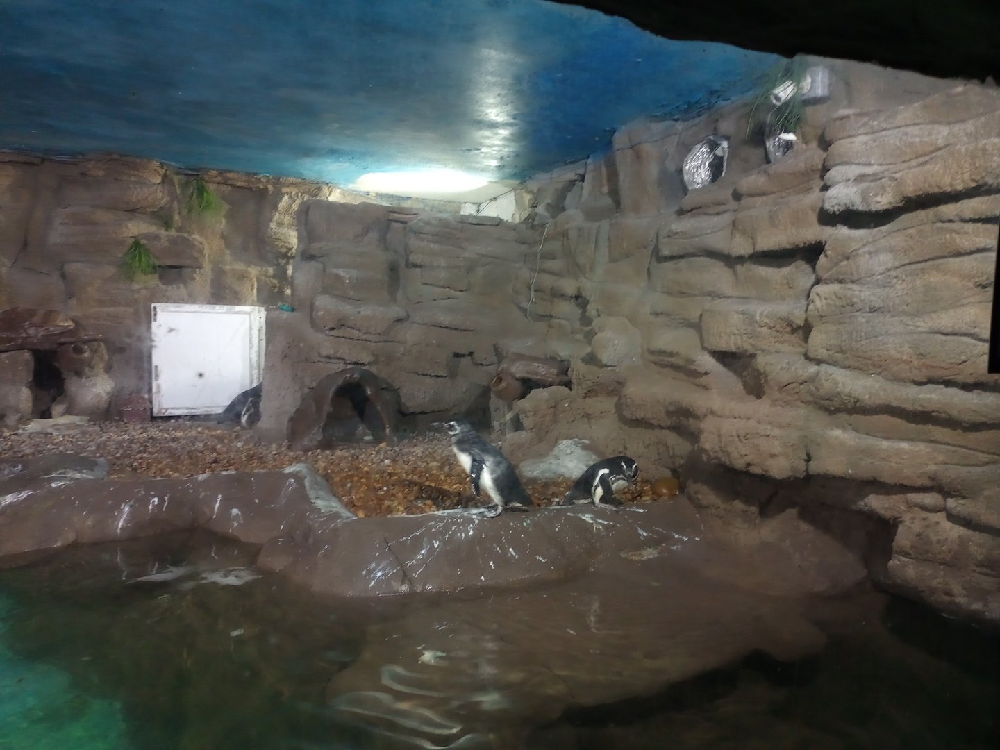 Magellanic penguins