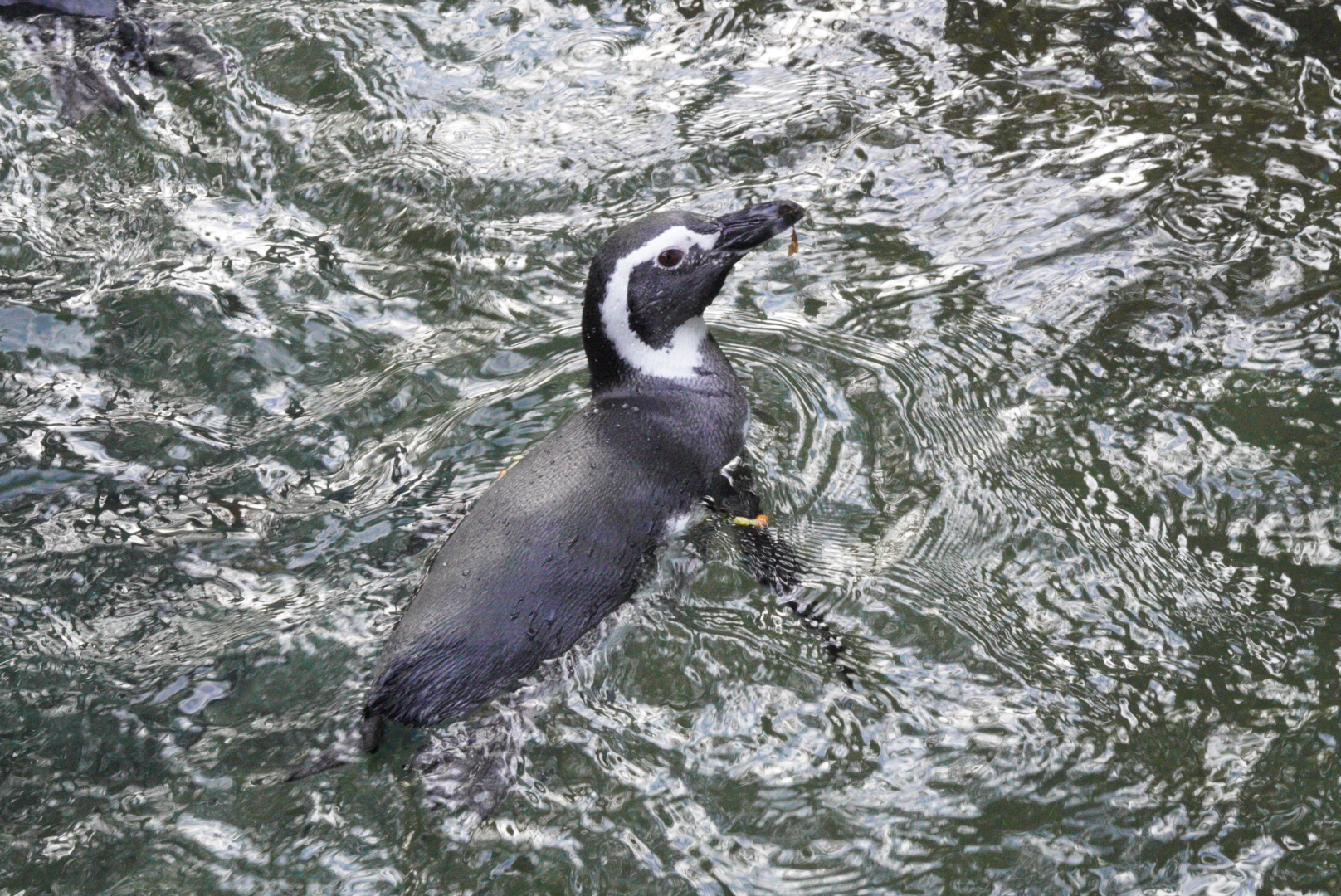 Magellanic Penguins