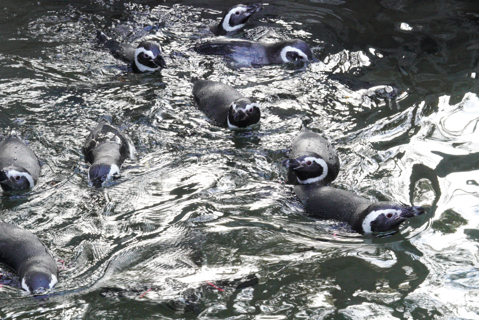 Magellanic Penguins