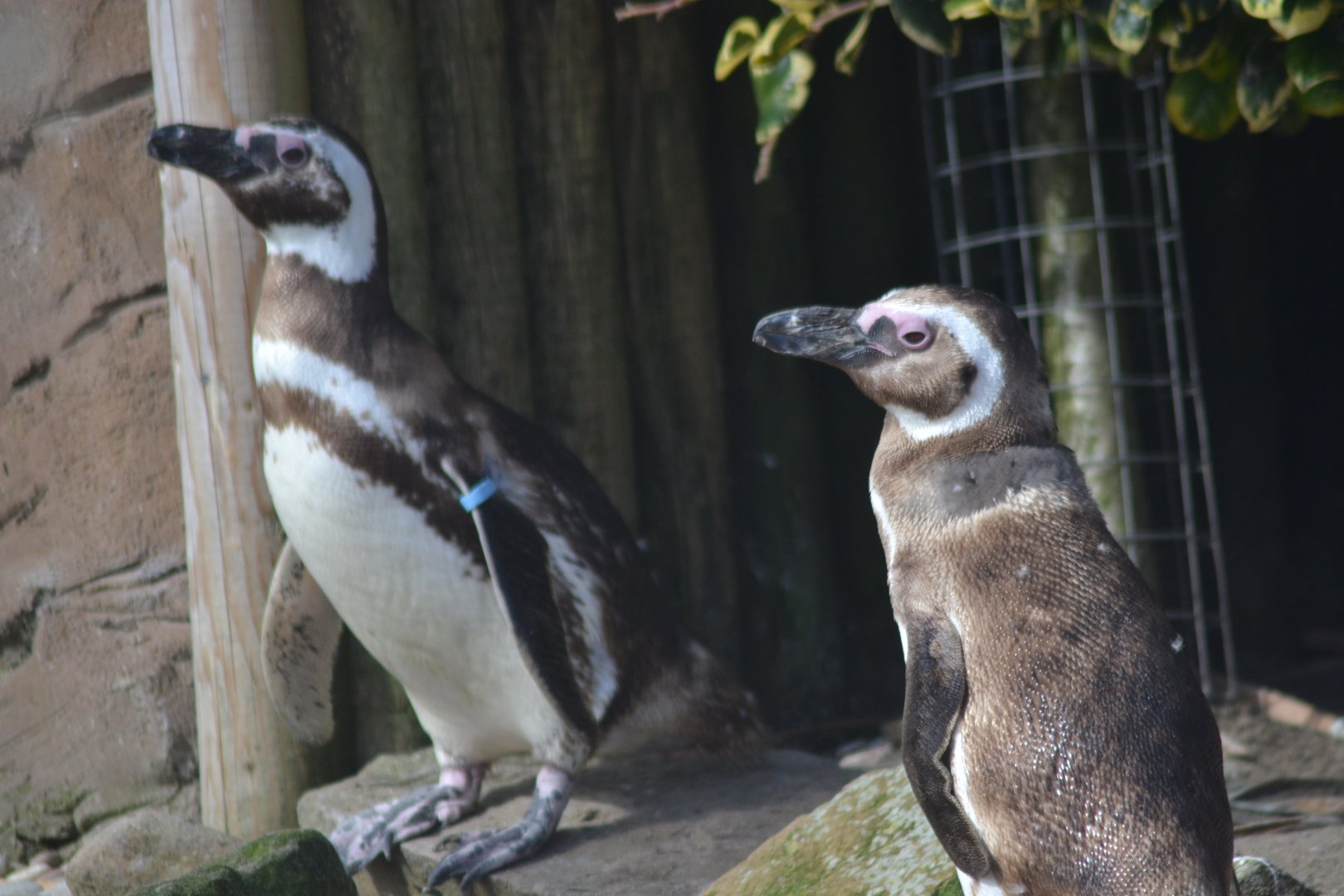 Magellanic penguins