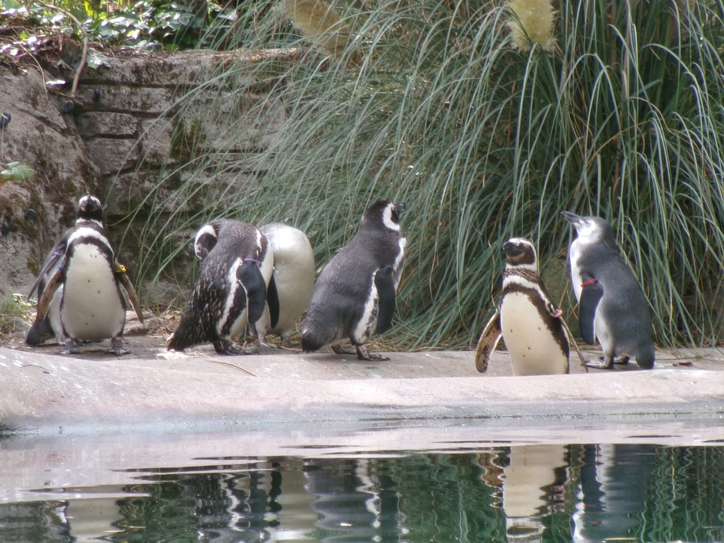 Magellanic penguins
