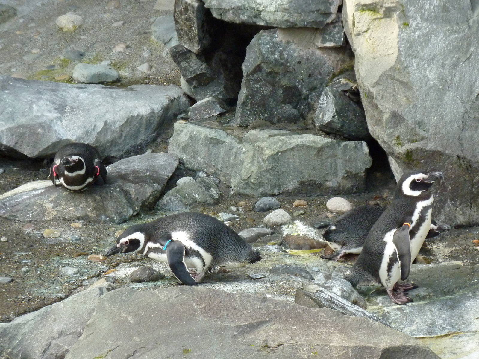 Magellanic Penguins