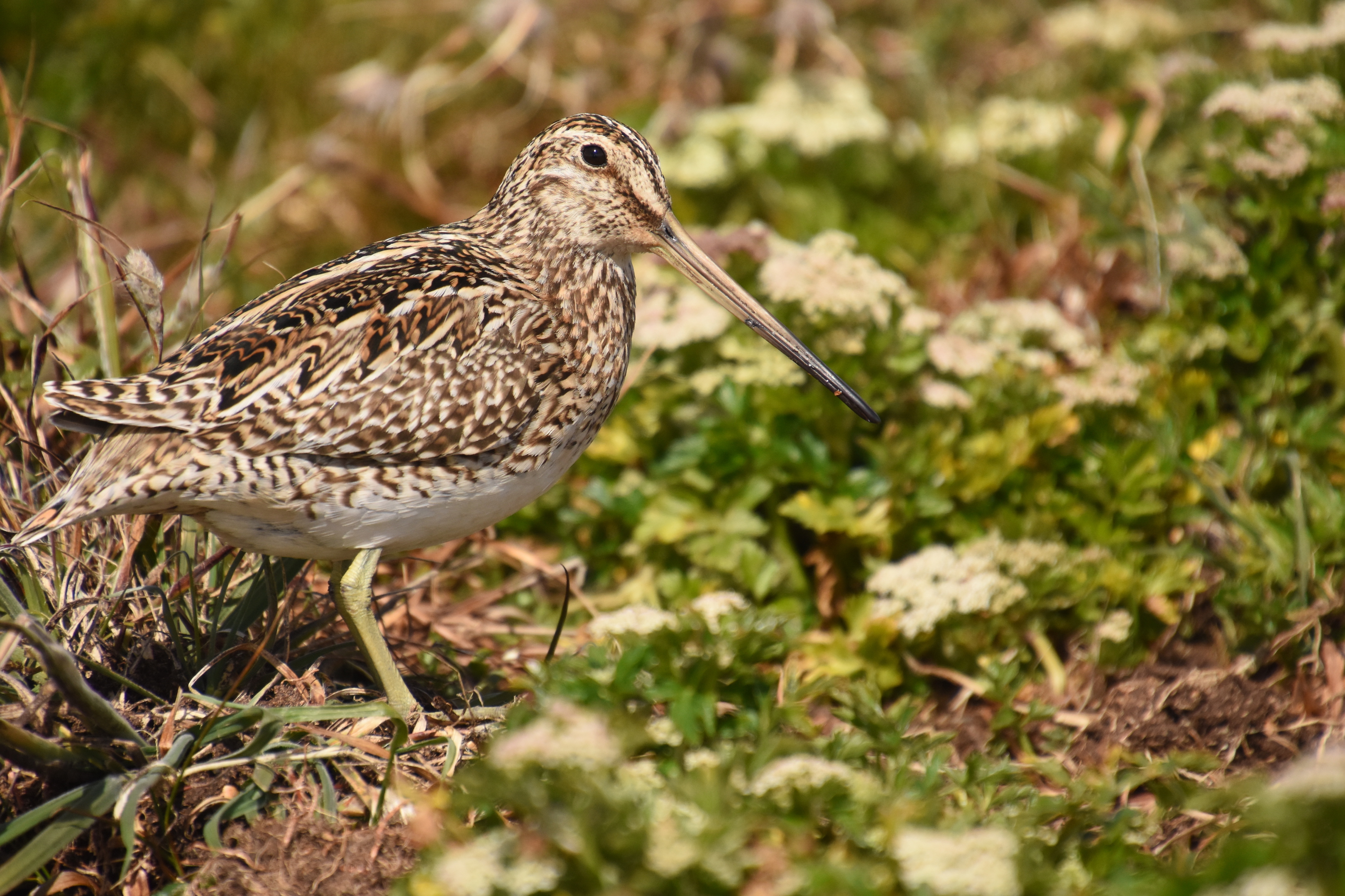 Magellanic snipe