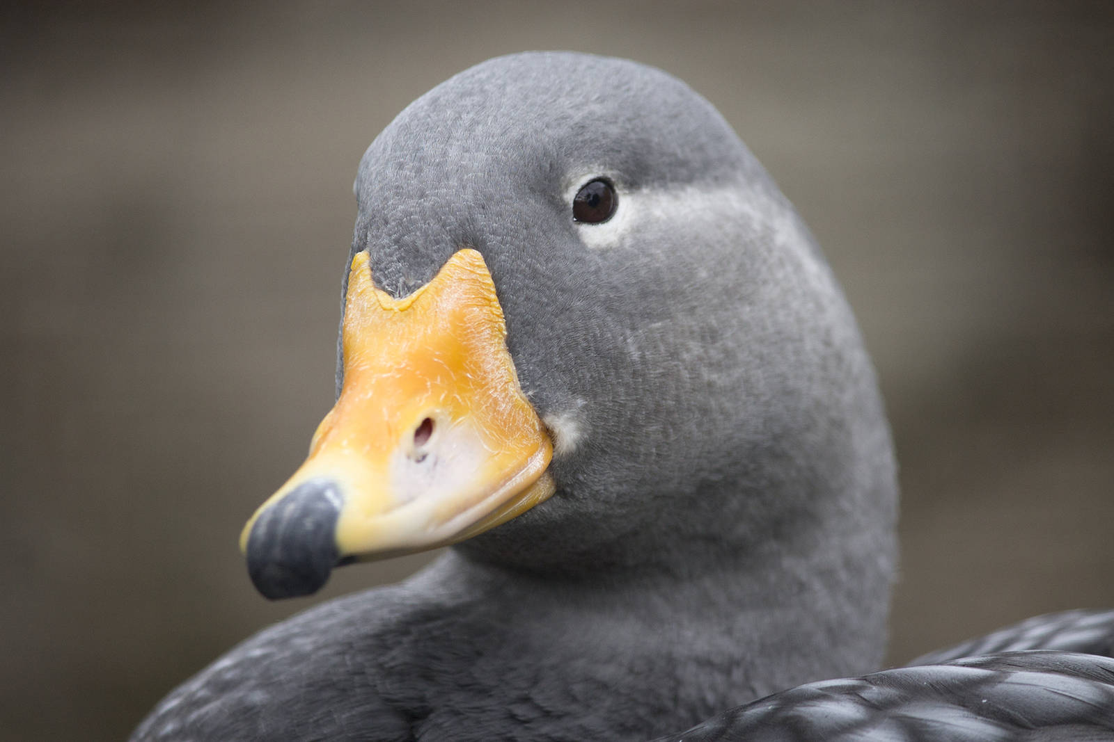 Magellanic steamer duck, 8/15/14