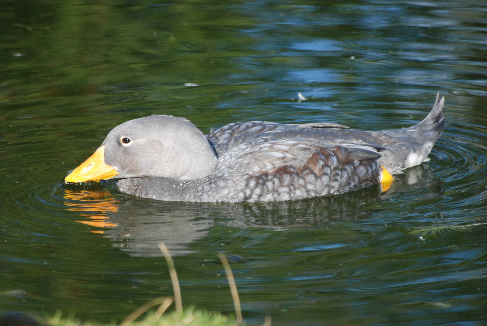 Magellanic Steamer Duck at Blackbrook, 28/10/11