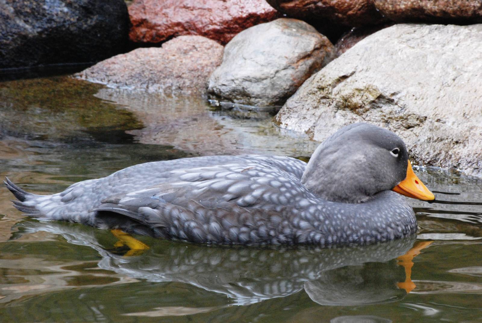 Magellanic Steamer Duck at Walsrode, 22/03/13