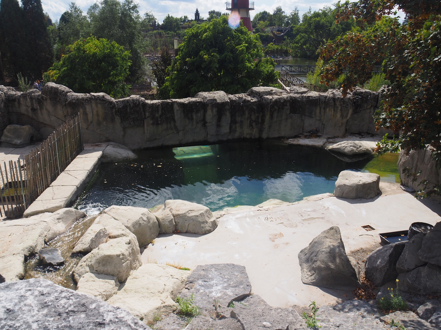 Magellanic steamer duck exhibit, 2025-09-01