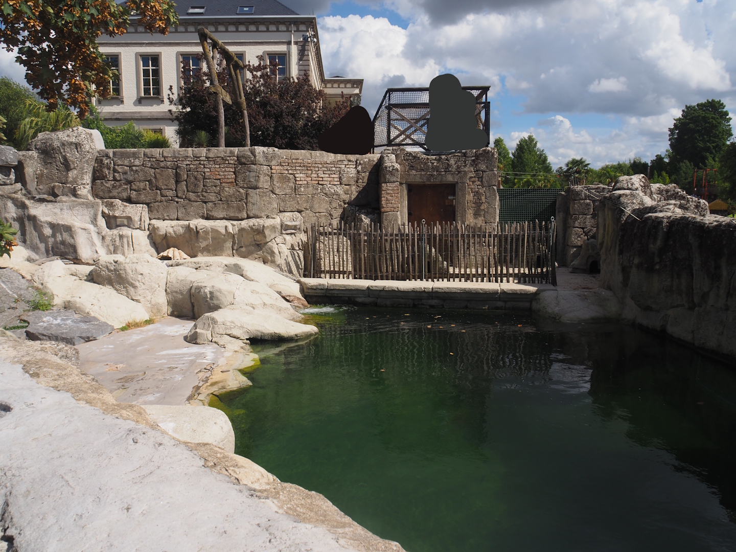 Magellanic steamer duck exhibit, 2025-09-01