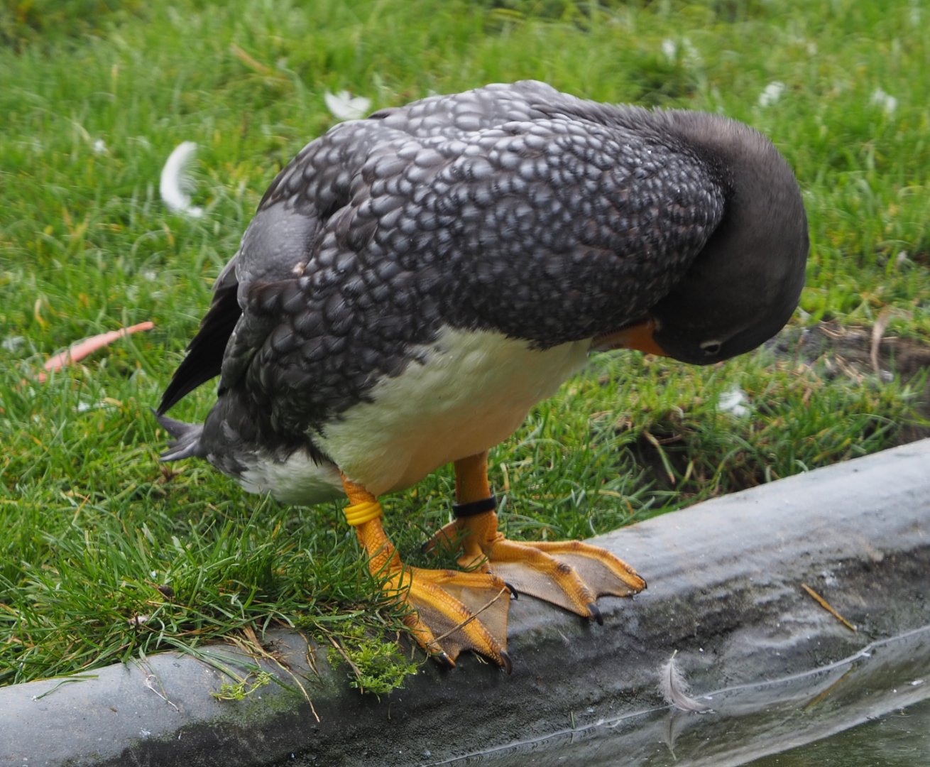 Magellanic steamer duck (Tachyeres pteneres), 2020-10-19