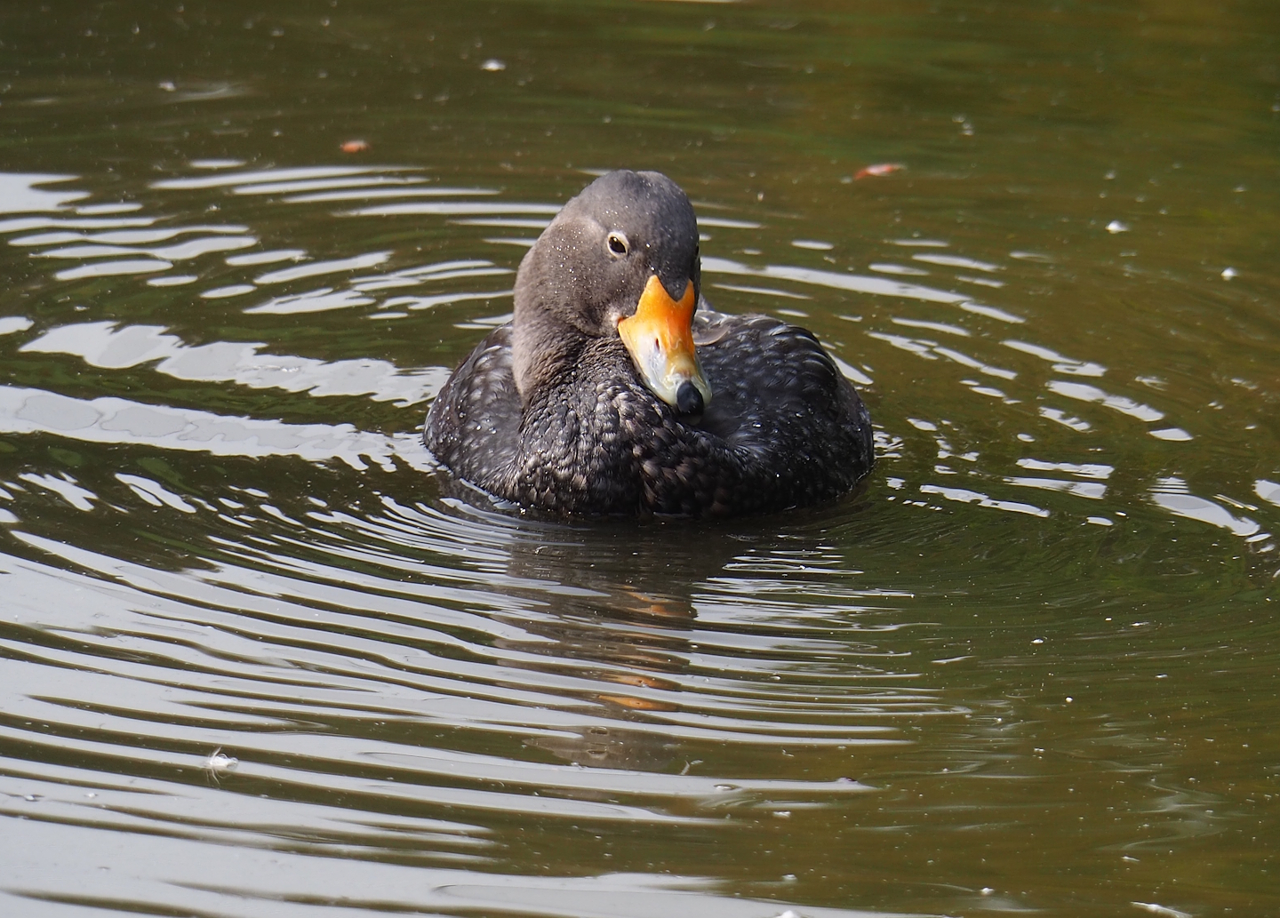 Magellanic steamer duck (Tachyeres pteneres), 2023-10-04