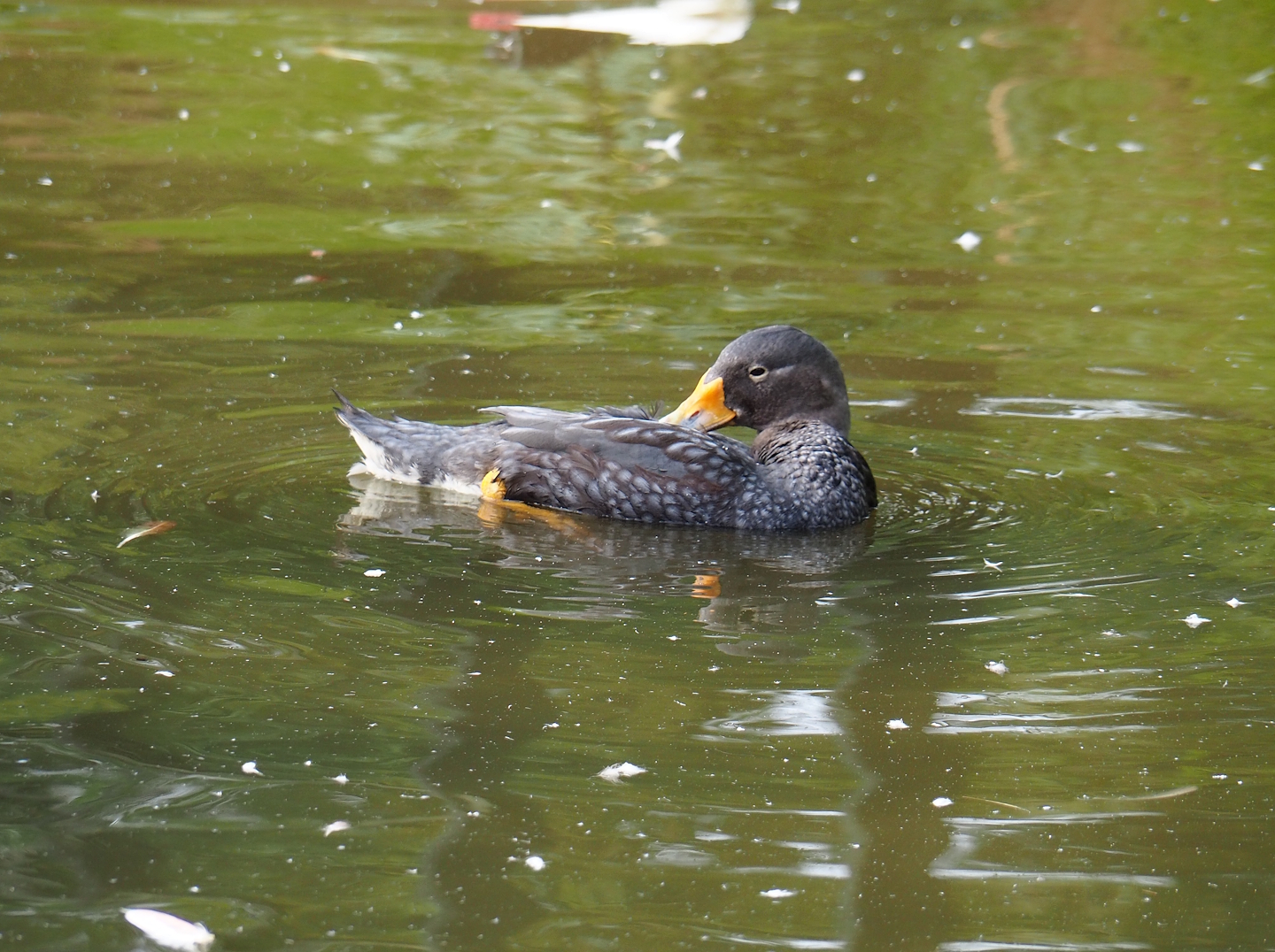 Magellanic steamer duck (Tachyeres pteneres), 2023-10-04