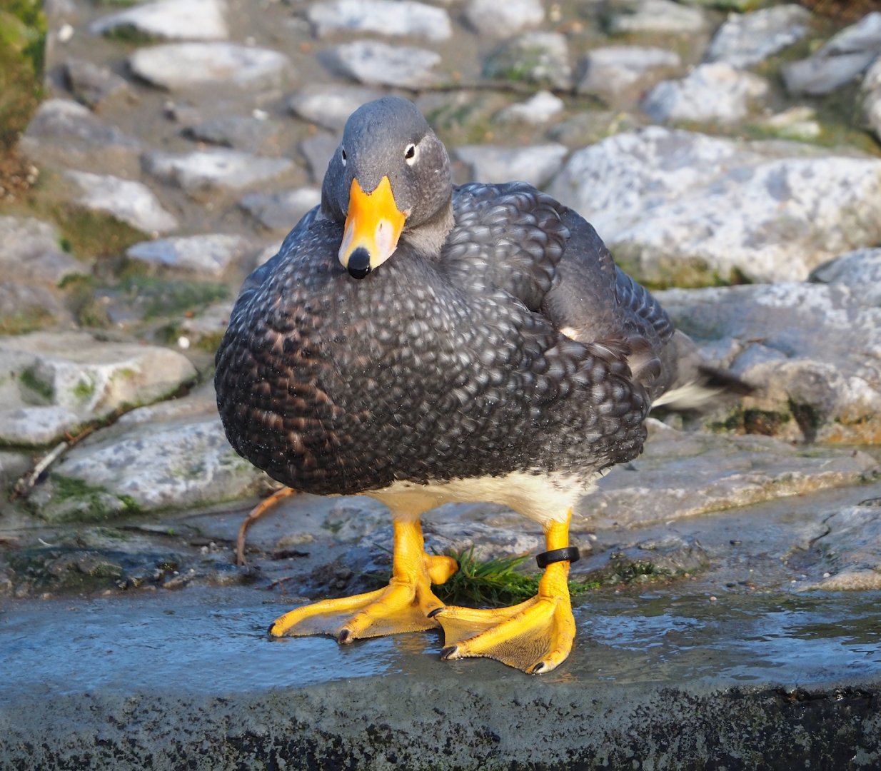 Magellanic steamer duck (Tachyeres pteneres), 2024-01-01