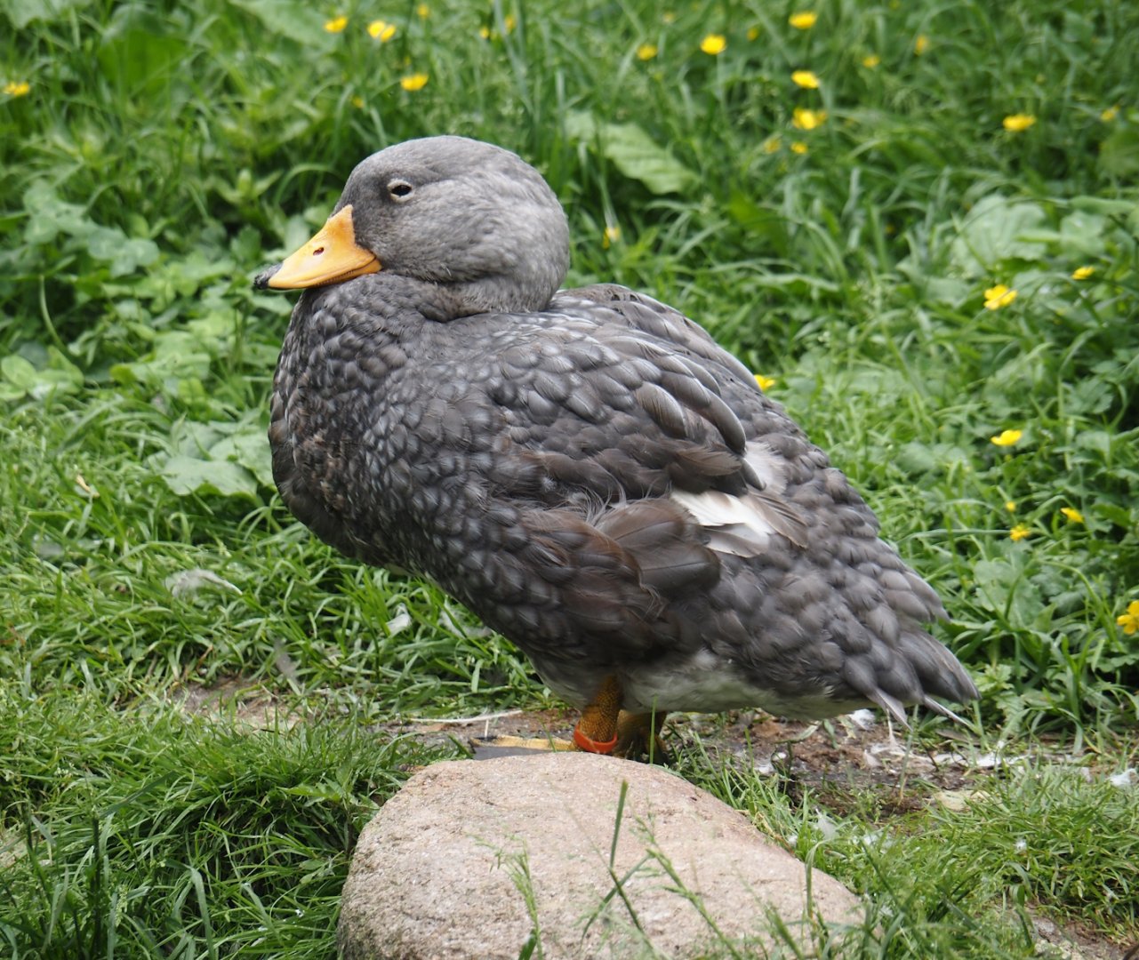 Magellanic steamer duck(Tachyeres pteneres), 2024-05-21