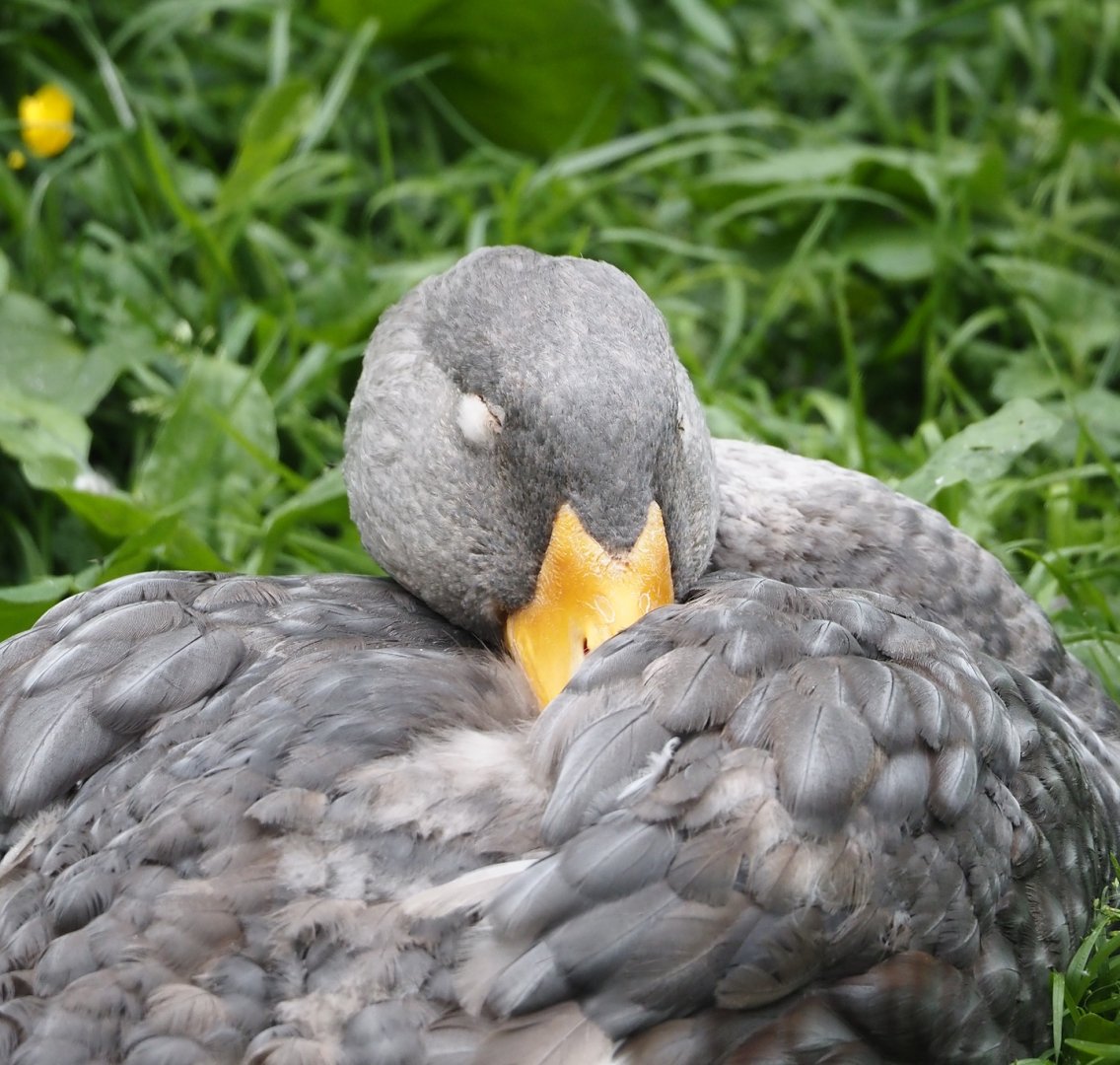 Magellanic steamer duck(Tachyeres pteneres), 2024-05-21