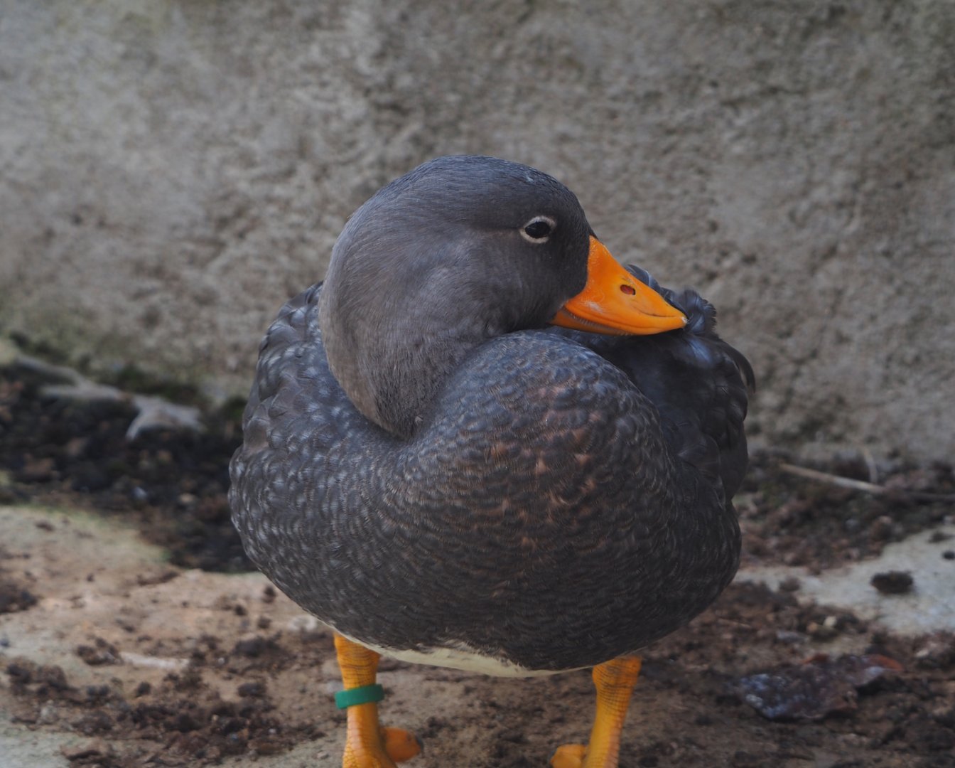 Magellanic steamer duck (Tachyeres pteneres), 2025-09-01