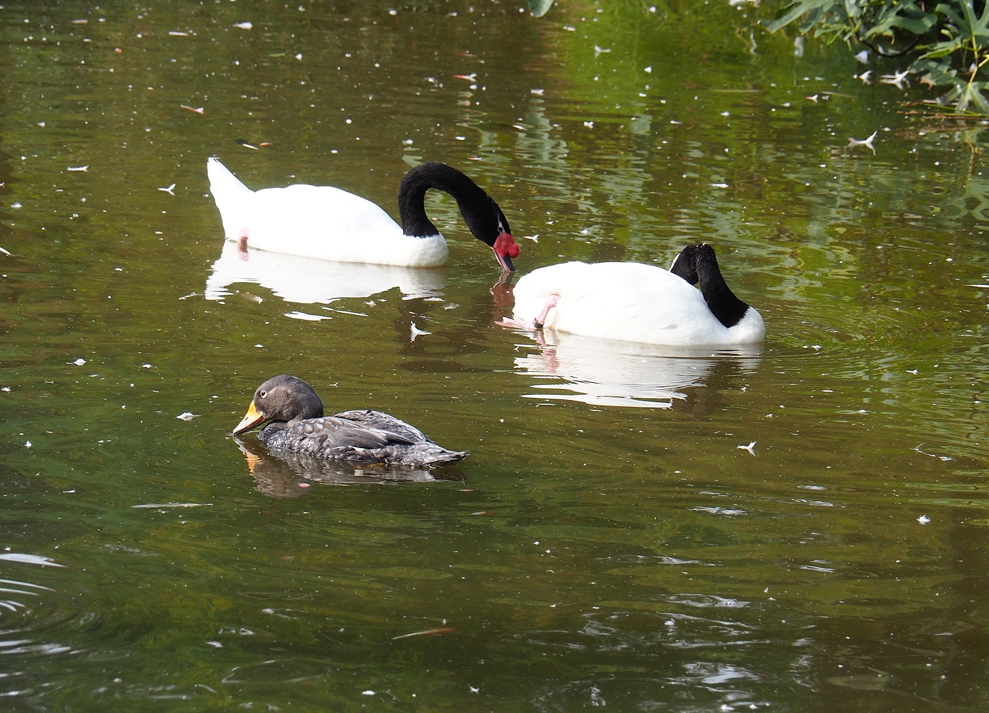 Magellanic steamer duck (Tachyeres pteneres) and Black-necked swans (Cygnus melanocoryphus), 2023-10-04