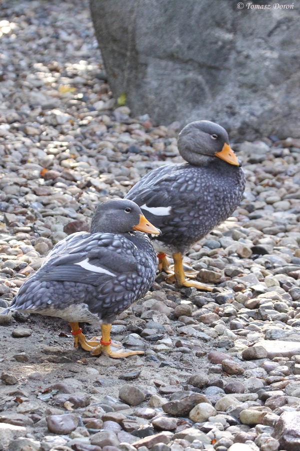 Magellanic steamer duck (Tachyeres pteneres) October 2011