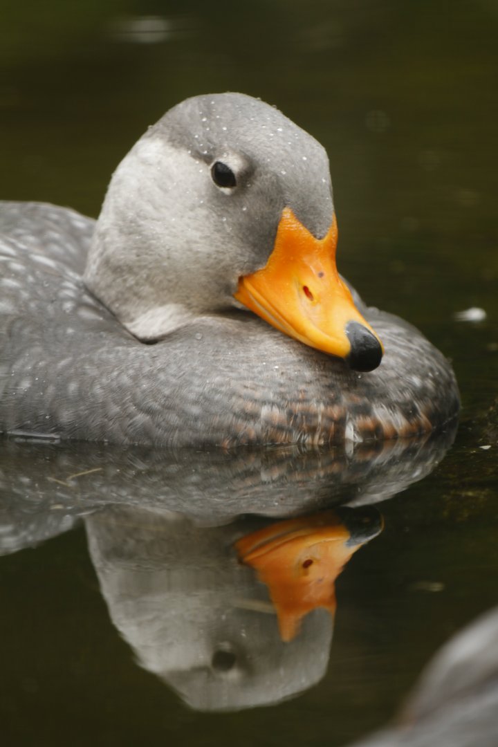 Magellanic steamer duck (Tachyeres pteneres)