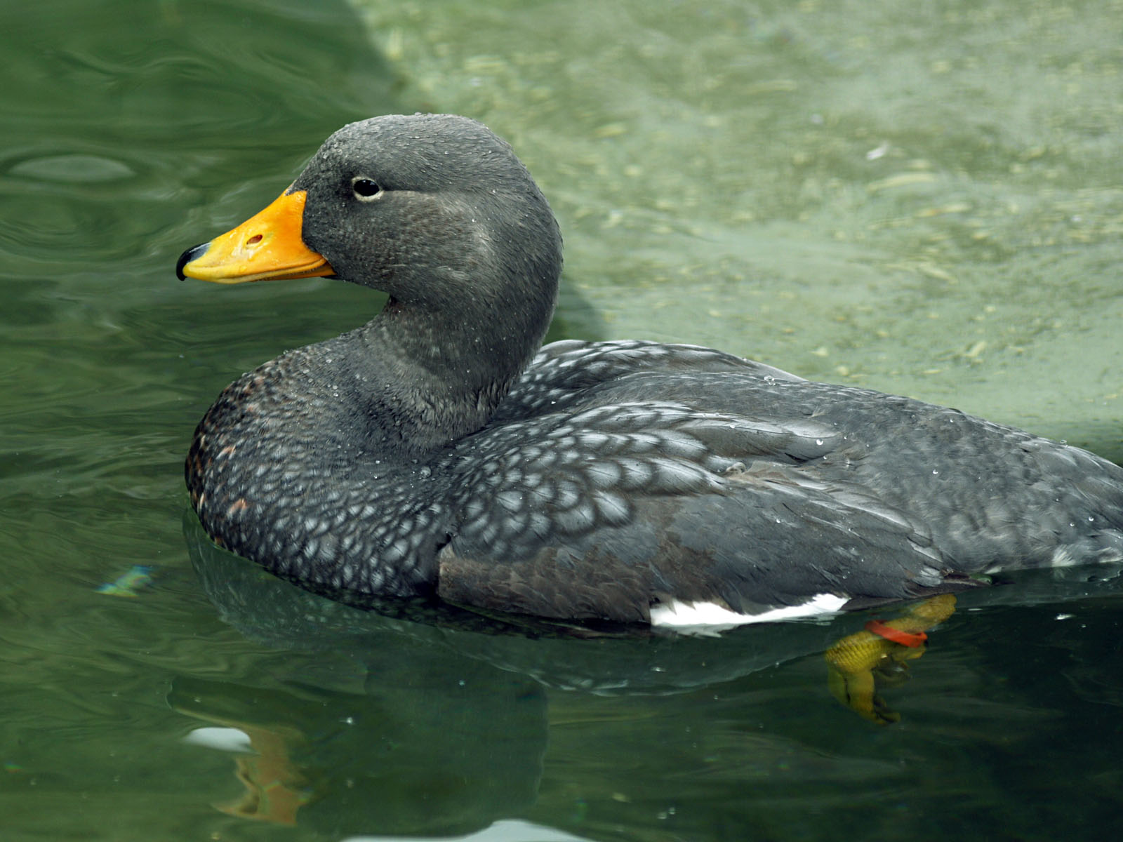 Magellanic Steamer duck