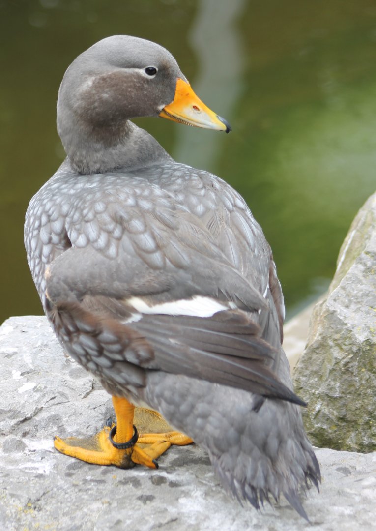 Magellanic steamer duck