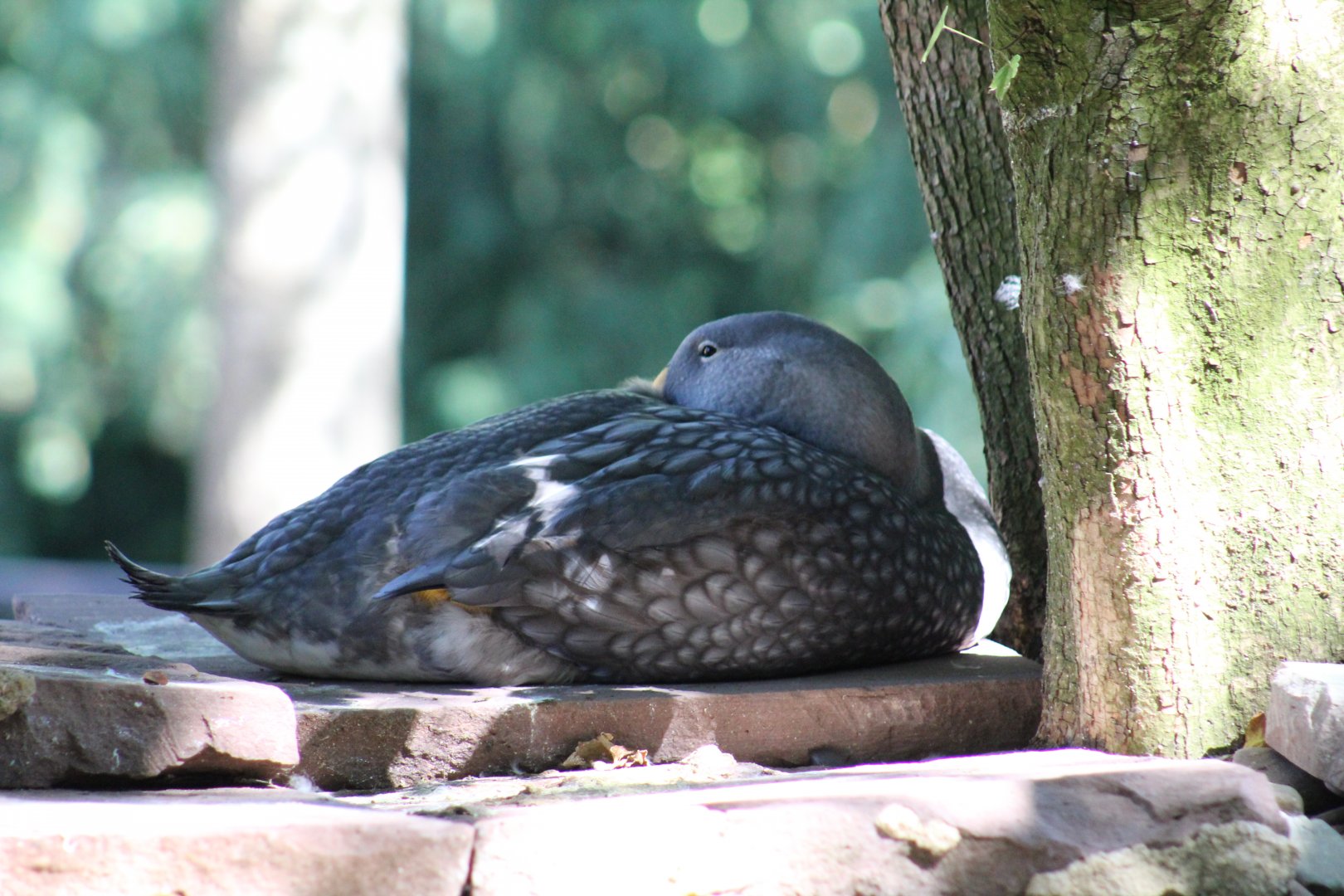 Magellanic Steamer Duck