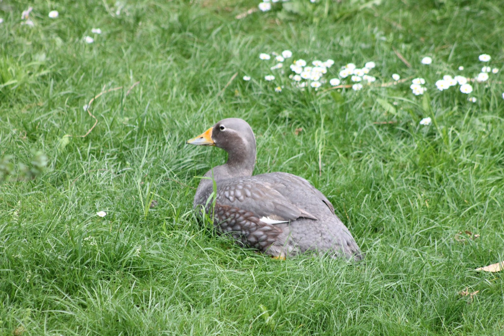 Magellanic steamer duck