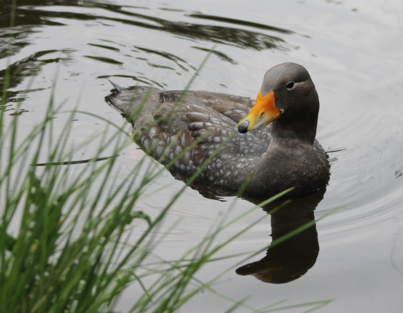 Magellanic steamer duck